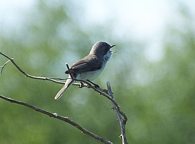 Lesser Whitethroat